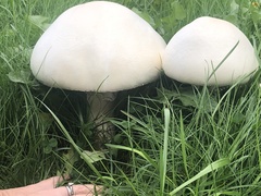 Leucoagaricus leucothites