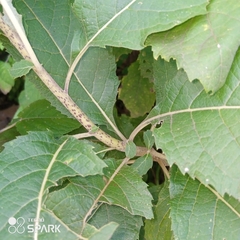 Gymnanthemum amygdalinum