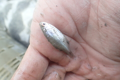 Paratanakia himantegus