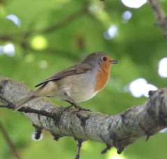 Erithacus rubecula