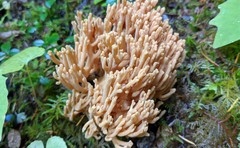 Ramaria acrisiccescens