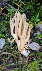 Ramaria acrisiccescens