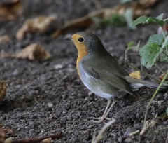 Erithacus rubecula