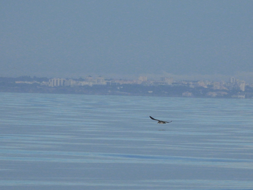 Puffin des Baléares