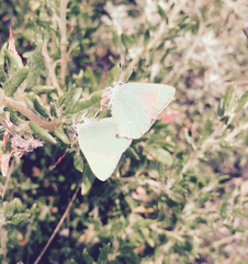 Callophrys viridis