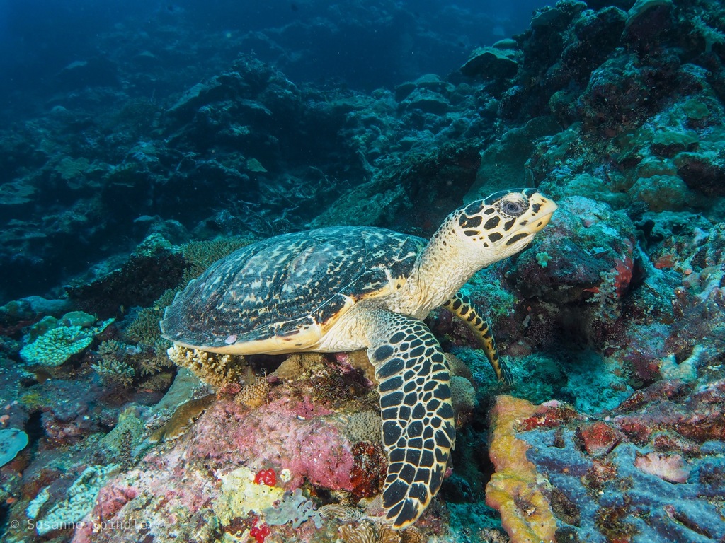 Hawksbill Sea Turtle In July 2019 By Susanne Spindler · Inaturalist