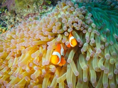 Amphiprion percula