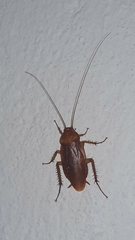 Periplaneta brunnea