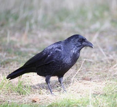 Corvus corone