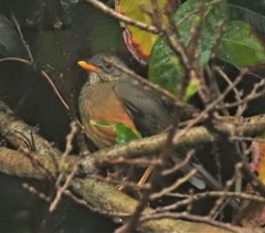 Turdus olivaceus pondoensis