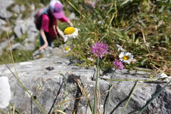 Allium palentinum