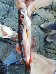 Pollachius pollachius