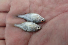 Paratanakia himantegus