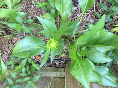Rudbeckia texana