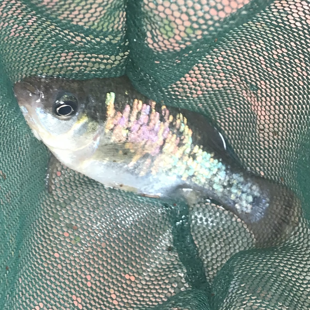 Butterfly splitfin (Ameca splendens) — Goodeidae