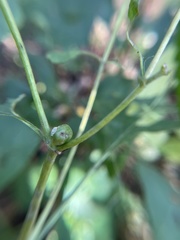 Asphondylia eupatorii