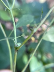 Asphondylia eupatorii