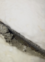 Gonatodes albogularis fuscus