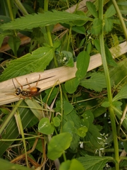 Sphex ichneumoneus