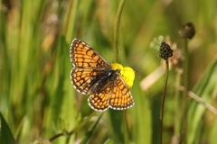 Melitaea parthenoides