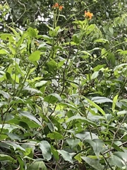 Pseudogynoxys chenopodioides