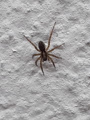Lycosidae