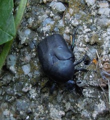 Protaetia morio