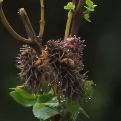 Pseudocreobotra wahlbergi