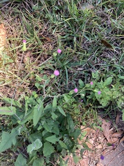 Emilia sonchifolia image