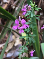 Indigofera filiformis