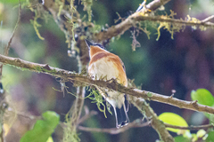 Batis dimorpha dimorpha