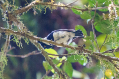 Batis dimorpha dimorpha