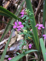 Indigofera filiformis