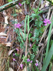 Indigofera filiformis