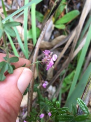 Indigofera filiformis