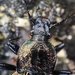 Carabus rugosus celtibericus