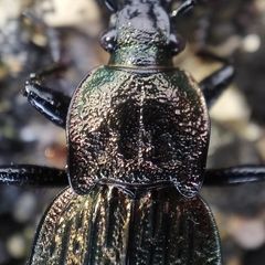 Carabus rugosus celtibericus