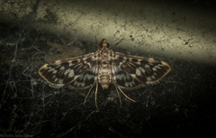 Rhimphalea sceletalis