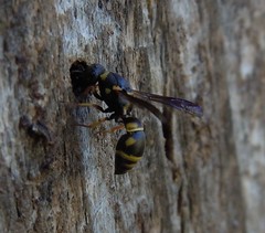 Leptochilus medanae