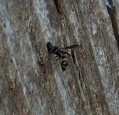 Leptochilus medanae