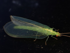 Nineta flava