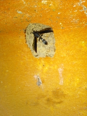 Brachymenes wagnerianus