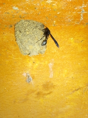 Brachymenes wagnerianus