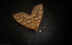 Chaetolopha leucophragma