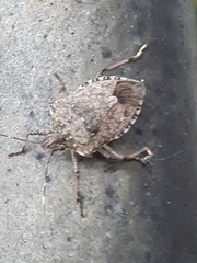 Halyomorpha halys