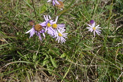 Aster willkommii