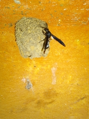 Brachymenes wagnerianus