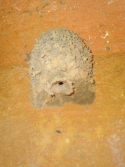 Brachymenes wagnerianus