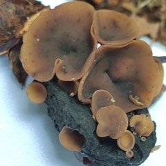 Ciboria batschiana