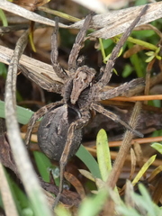 Alopecosa inquilina